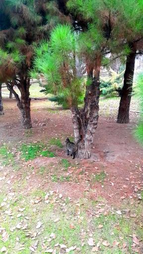 عکس بوستان آخماقیه