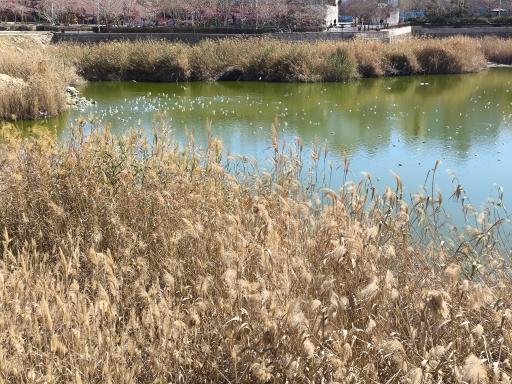 عکس دریاچه آبی فروزان