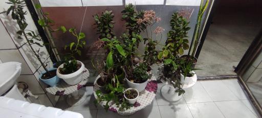 عکس کافه رستوران سناتور