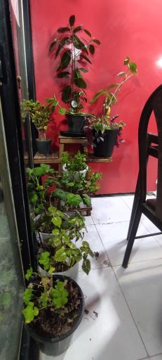 عکس کافه رستوران سناتور