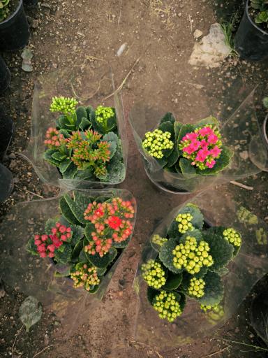 عکس گلخانه آگاو