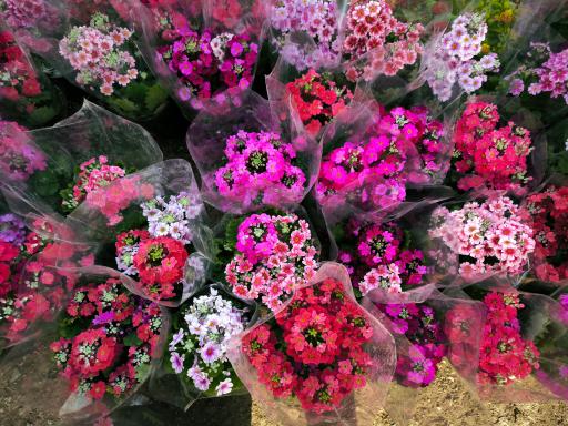 گلخانه آگاو