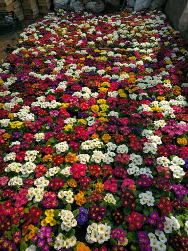 عکس گلخانه آگاو