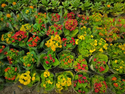 عکس گلخانه آگاو