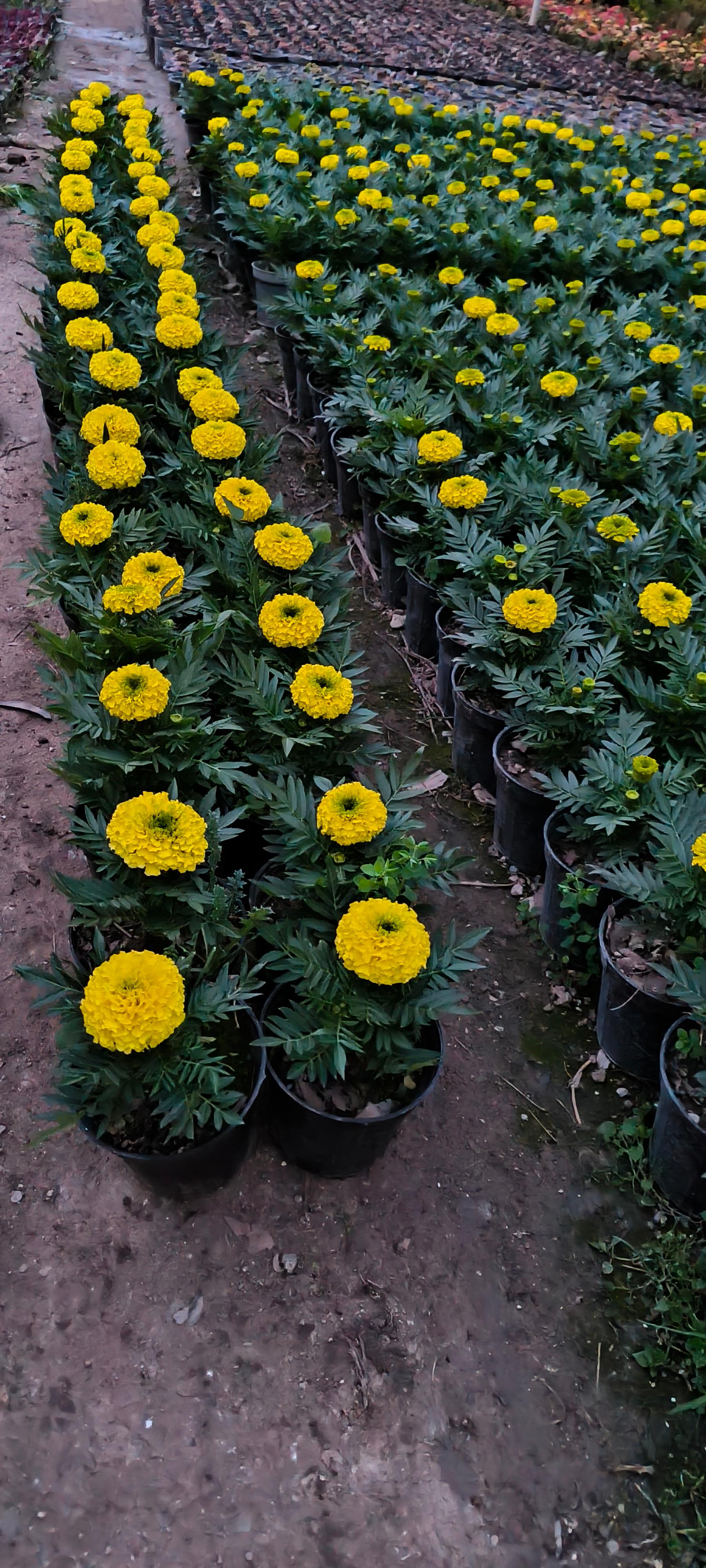 عکس گلخانه آگاو