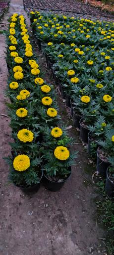 عکس گلخانه آگاو