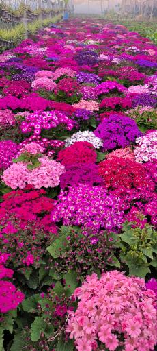 عکس گلخانه آگاو