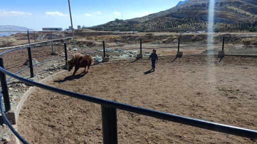 عکس آکادمی اسب مینیاتوری دراک