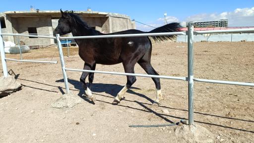 عکس آکادمی اسب مینیاتوری دراک