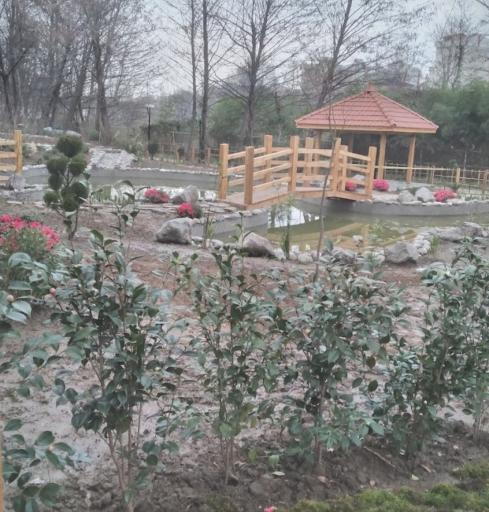 عکس باغ ژاپنی 