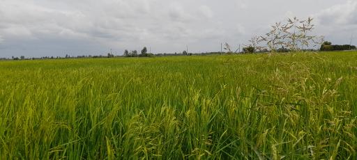 عکس منقارپی
