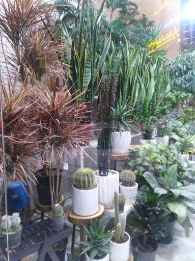 عکس گل مگنولیا