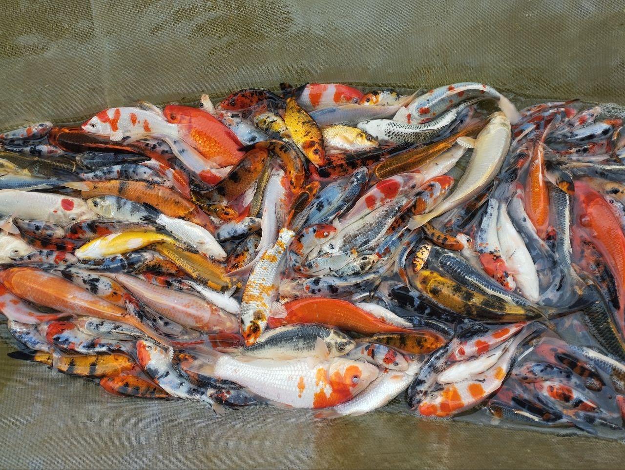 عکس پرورش ماهی برادران علیزاده