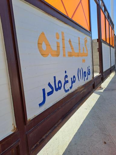 مرغ مادر گیلدانه 