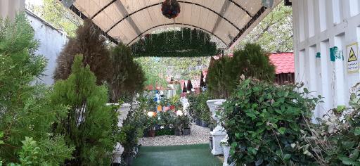 عکس نگین شهران