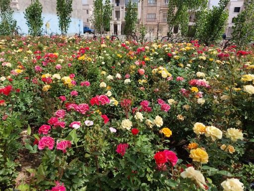 عکس بوستان شهید باکری 