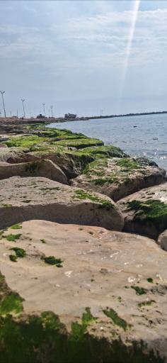 عکس پارک ساحلی نخل تقی