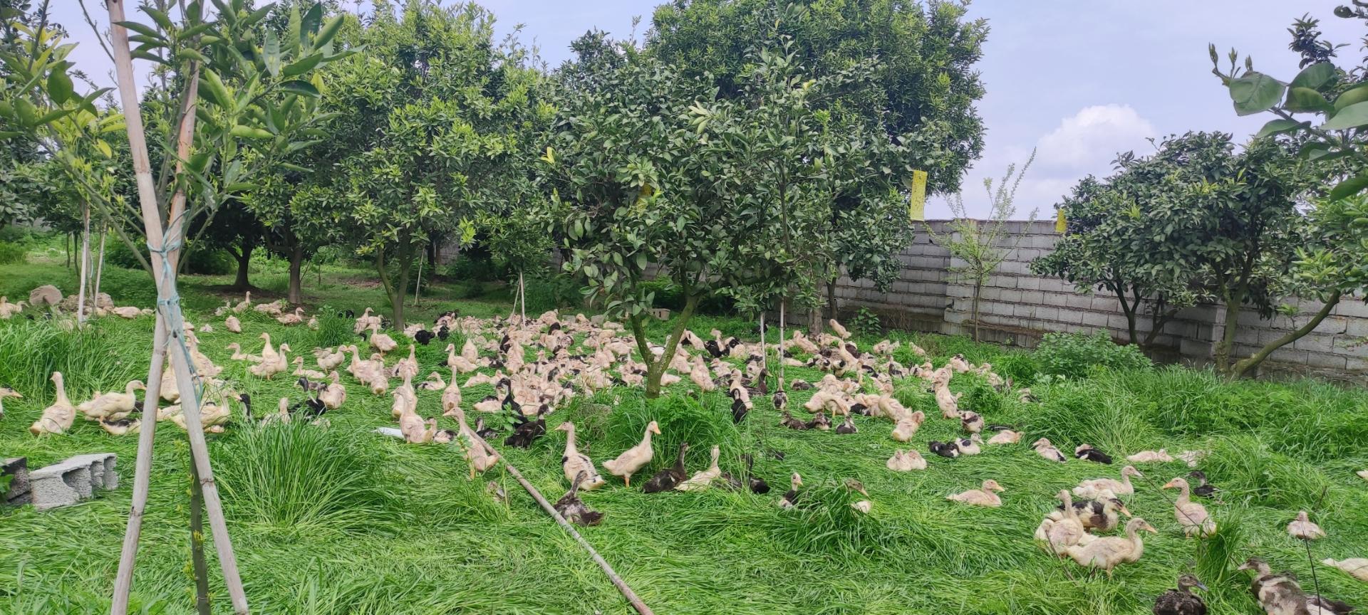 عکس پرورش طیور یوسفی 