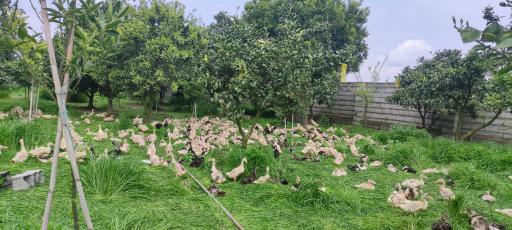 عکس پرورش طیور یوسفی 