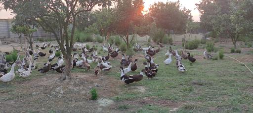 عکس پرورش طیور یوسفی 