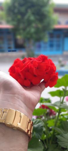 عکس مسجد گلشن