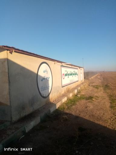 عکس جوجه‌کشی‌ سبز دشت
