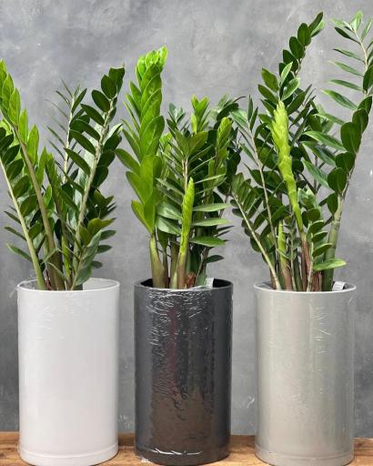 عکس گلخانه پالیز