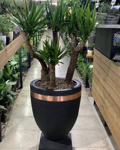 گلخانه پالیز