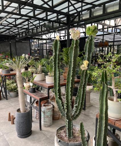 عکس گلخانه پالیز