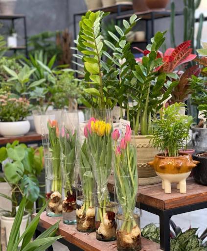 گلخانه پالیز