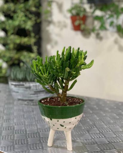 گلخانه پالیز