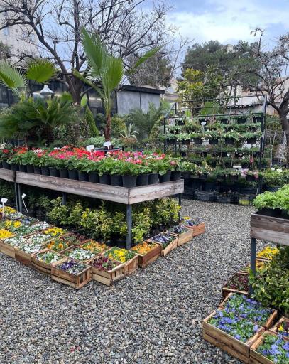 عکس گلخانه پالیز