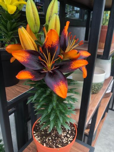 عکس گلخانه پالیز