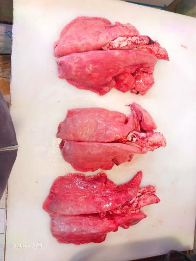 عکس آلایش دامی محمدی 