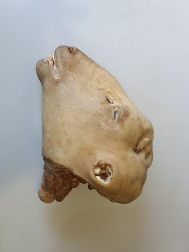 عکس آلایش دامی محمدی 