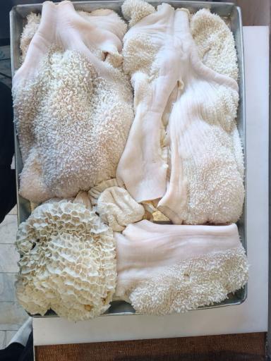 عکس آلایش دامی محمدی 