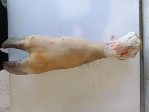 آلایش دامی محمدی 