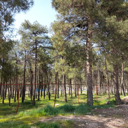 عکس پارک جنگلی انقلاب زرقان