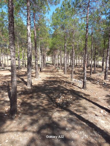 عکس پارک جنگلی انقلاب زرقان