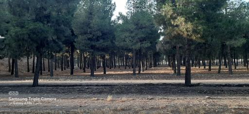 عکس پارک جنگلی 