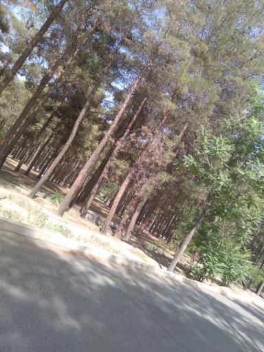 عکس پارک جنگلی 