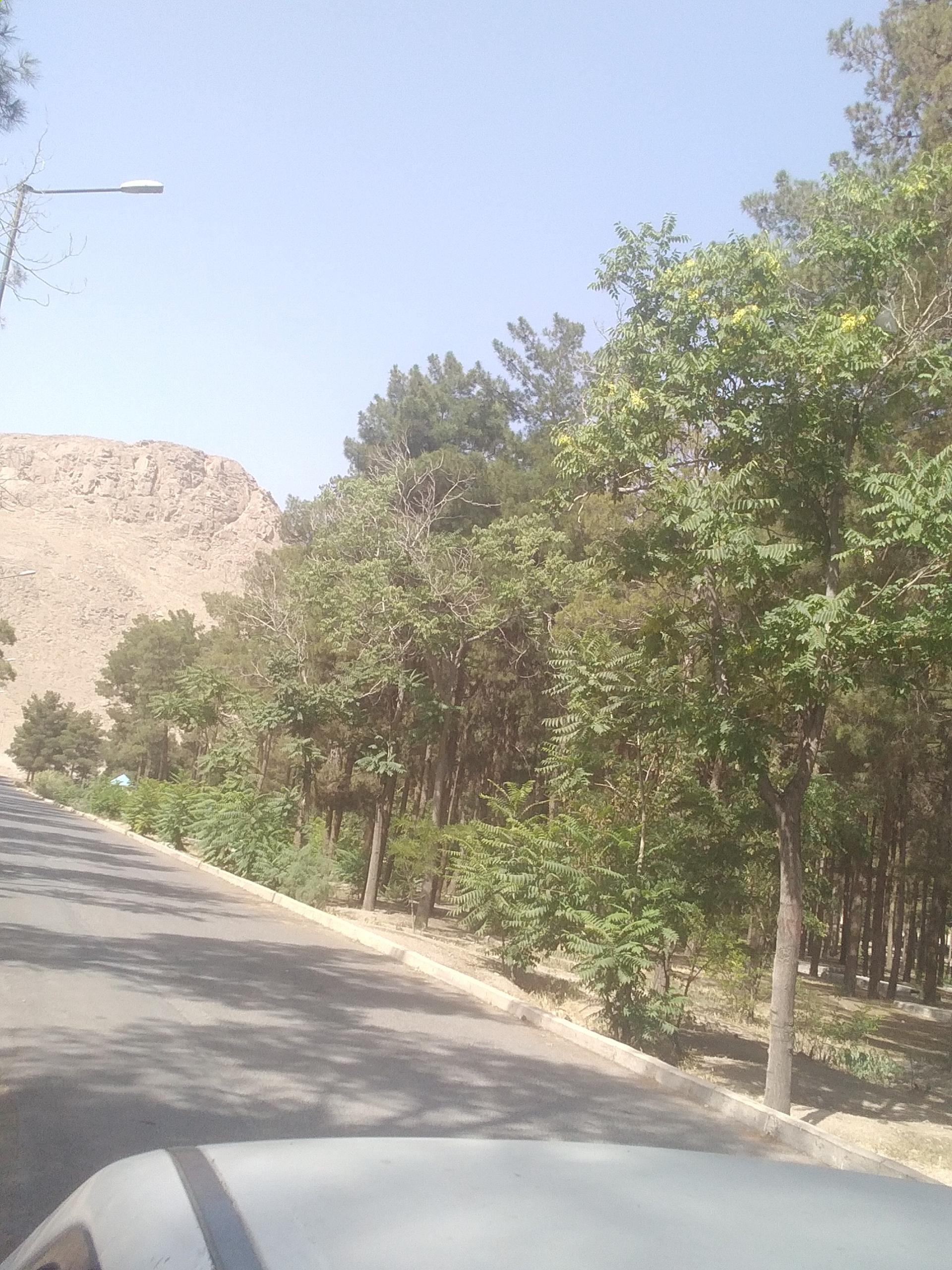 عکس پارک جنگلی 