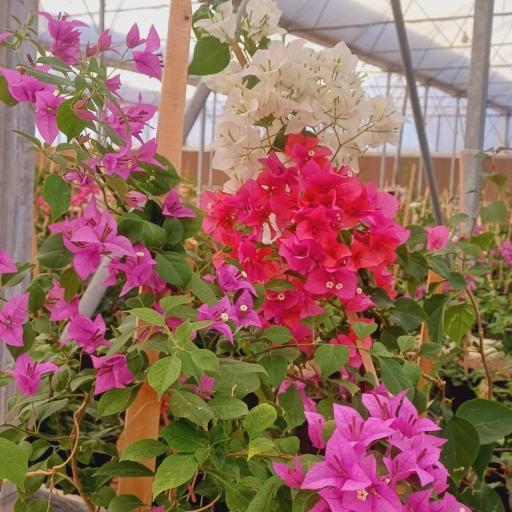 عکس نهالستان و گلخانه ایزدی