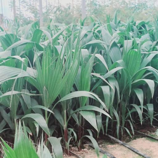 عکس نهالستان و گلخانه ایزدی