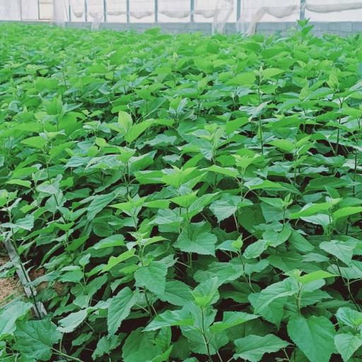 عکس نهالستان و گلخانه ایزدی