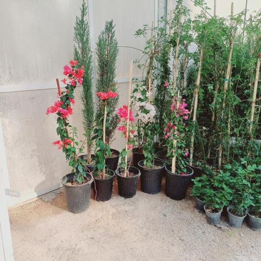 عکس نهالستان و گلخانه ایزدی