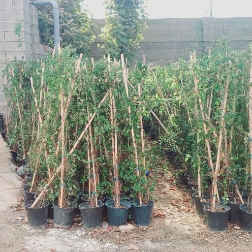 عکس نهالستان و گلخانه ایزدی