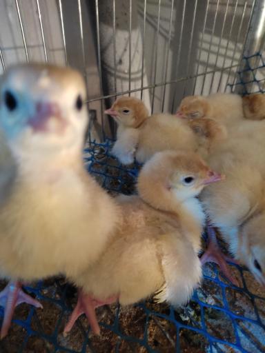 عکس مجموعه ماکیان حسن زاده