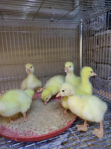 عکس مجموعه ماکیان حسن زاده