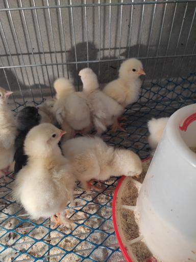 عکس مجموعه ماکیان حسن زاده